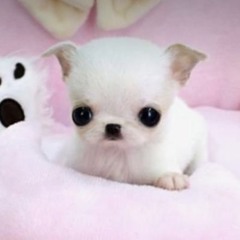 ﾜ ﾝ ｺ ﾛ