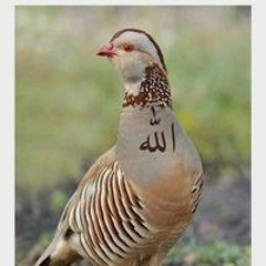 م. ماهر قدو