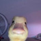 duck man