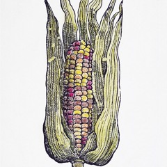 Ears of Maize