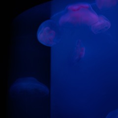 Invertebrate