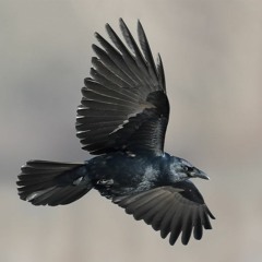 Crow and Raven Studios