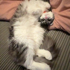 Finn