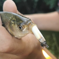 lenyk