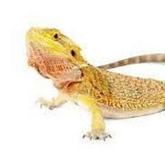 random ass lizard
