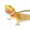 random ass lizard