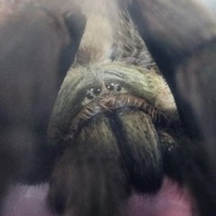 creature
