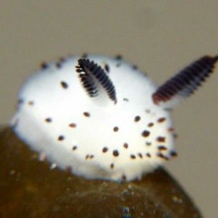 TOASTED PENDA
