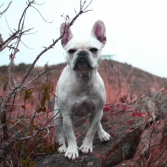 CORA