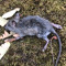 Rat magnet
