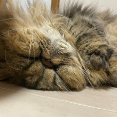 れーの
