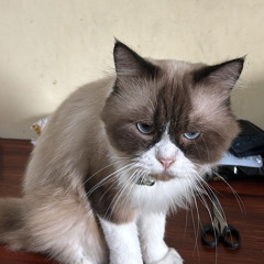 BeBaX