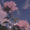 Xingmy Rose