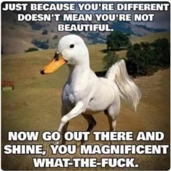 🐳🇮🇪🍀🇵🇸💚🐳