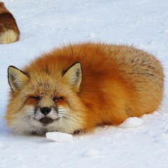 i like foxes