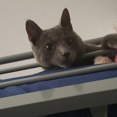 Jonkkss