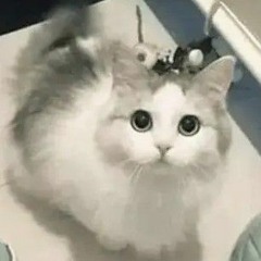 Cat_Lover