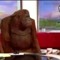 Kinky Monkey