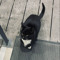Cuty Cat
