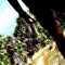 POISON_ИOƧIOᑫ_NOSIOP