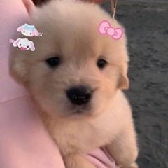 no.1puppy