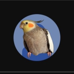 Ourcockatielage8maze