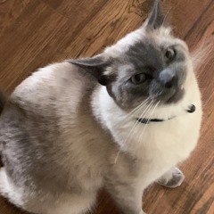 Ray