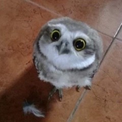 Clyde/Eris 🦉