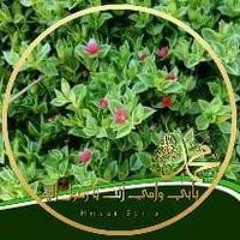 Sawsan Taleb