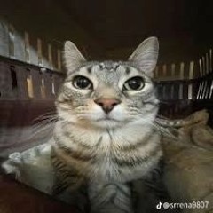 nomi