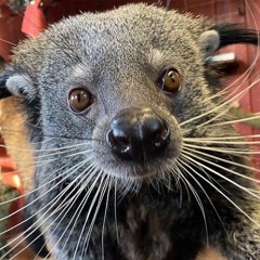binturong