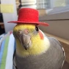 birb
