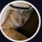 Mohammed Alsalmi