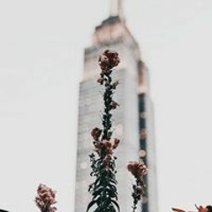 أسماء إبراهيم