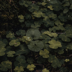 —  𝘢𝘮𝘰𝘳𝘪𝘪𝘴