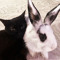 bunnixkitt3n