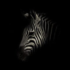 the.last.zebra