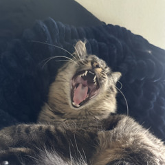 Tsbaggy