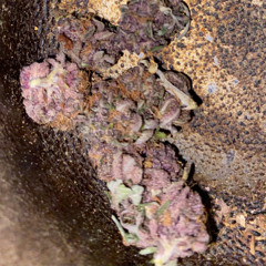 holdzy