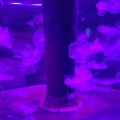 周秀秀