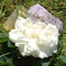 Earth Energy Alchemy