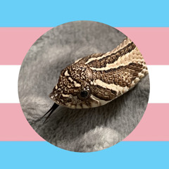 thirkito
