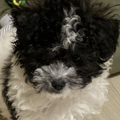 오레오