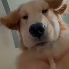 Nuty
