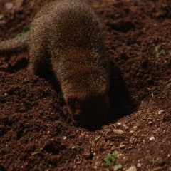 Space Pope Lizard Man