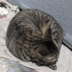 Miau