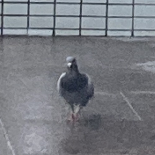coo coo coo