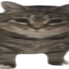 definitelynotzorraw