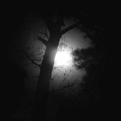 The Moonlight Is Endless