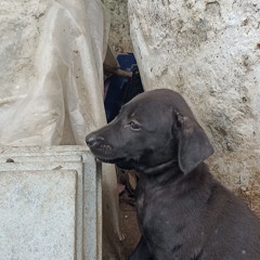 karoon